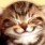 ねこ