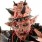 Oderus